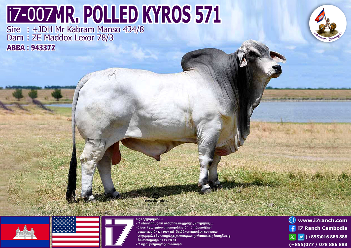 MR.POLLED KYROS 571